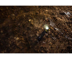 Latarka Armytek Elf C2 Max lr USB-C pcb Warm