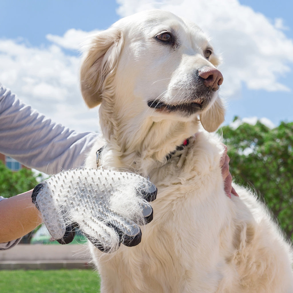 Rękawica i Masowania do czesania InnovaGoods Pets prawa Zwierząt Relpet